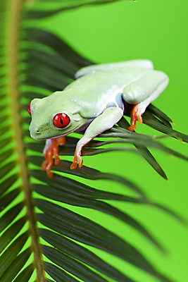 포토 JPG 해외이미지 동물 응시 오렌지 자연 추상 개구리 양서류 앉기 사람없음 빨간색 초록색 파란색 컬러풀 기댐 젖음 큼 열대우림 엿보기 생물학 청개구리 두꺼비 게으름 특별함 해외202004 해외포토 시선 교육 컬러 컨셉 무늬 과일 모션 숲 크기 생태계 파일형식 이미지허브