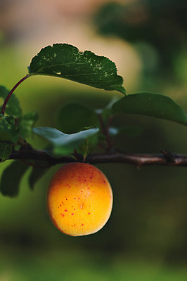 포토 JPG 해외이미지 나무 음식 백그라운드 잎 오렌지 자연 사람없음 초록색 나뭇가지 신선 살구 해외202004 해외포토 식물 컬러 과일 생태계 파일형식 이미지허브
