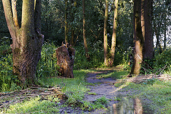 포토 JPG 해외이미지 길 사람없음 강 저녁 숲 해외202004 해외포토 야간 파일형식 이미지허브