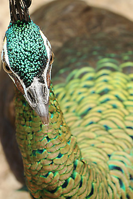 포토 JPG 해외이미지 나무 동물 1 야생동물 백그라운드 잎 오렌지 노래 자연 조류 휴식 종류 앉기 사람없음 야외 빨간색 초록색 여름 파란색 우주 봄 회색 바위 흰색 나뭇가지 공작 묘사 싱글 생물학 서식지 생태학 해외202004 해외포토 식물 계절 교육 음악 컬러 컨셉 과일 모션 돌_바위 생태계 파일형식 이미지허브