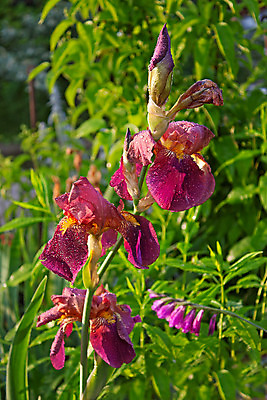 포토 JPG 해외이미지 식물 꽃 잎 자연 사람없음 야외 물 정원 이슬 해외202004 해외포토 자연요소 생태계 파일형식 이미지허브