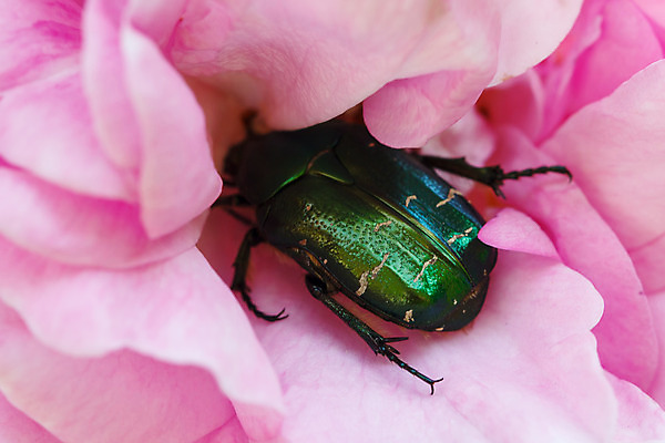 포토 JPG 해외이미지 동물 1 꽃잎 꽃 곤충 절지류 자연 생물 안테나 사람 인종 사람없음 야외 가로 빛 반려동물 장미 갈색 검은색 카펫 닫기 선택 확대 해충 벌레 작음 딱정벌레 오브젝트 육식동물 내추럴 광 양발 해외202004 해외포토 식물 컬러 컨셉 통신 모션 크기 생태계 파일형식 이미지허브