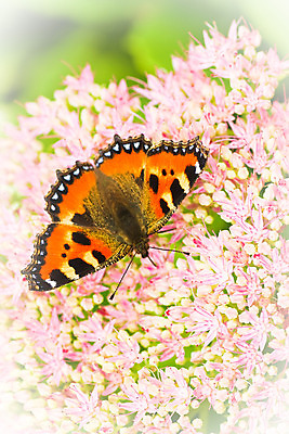 포토 JPG 해외이미지 동물 꽃 분홍색 나비 곤충 잎 오렌지 사람없음 여름 정원 가을 작음 해외202004 해외포토 식물 계절 컬러 과일 크기 파일형식 이미지허브