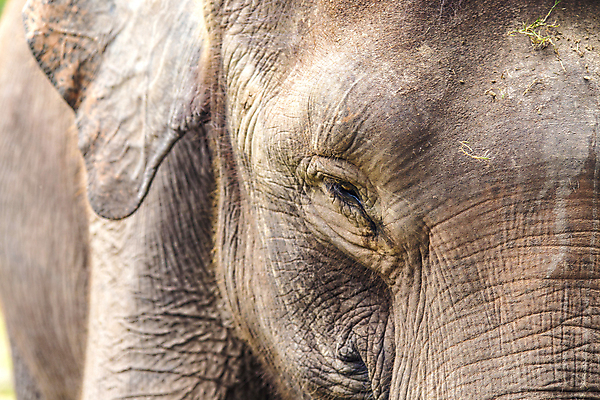 포토 JPG 해외이미지 동물 구름 캐릭터 공원 아시아 야생동물 백그라운드 포유류 모션 아프리카 자연 벽지 하늘 추상 코끼리 동물원 그림자 미술 동양인 사람없음 야외 환경 힘 산책 사막 수확 기둥 큼 인도인 사파리 케냐 부족 고립 마사이족 세련 해외202004 해외포토 자연요소 외국인 공공시설 건축 나라 컨셉 무늬 농업 문화예술 휴식 인종 크기 생태계 파일형식 이미지허브