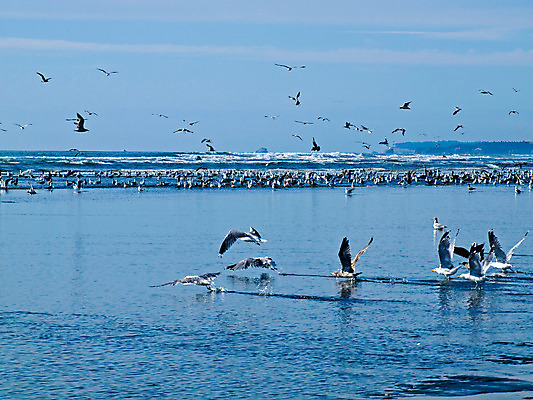 포토 JPG 해외이미지 동물 구름 1 야생동물 모래 파도 바다 날개 자연 갈매기 조류 하늘 바람 날씨 휴가 풍경 해변 사람없음 야외 공중 물 파란색 펼침 자유 흰색 비행 펠리컨 부리 천국 내추럴 무료 해외202004 해외포토 자연요소 컬러 컨셉 모션 생태계 파일형식 이미지허브