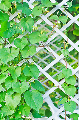 포토 JPG 해외이미지 나무 열매 줄기 백그라운드 잎 패턴 농업 채소 과일 자연 벽지 추상 매달리기 건강 키위 사람없음 야외 가로 초록색 농장 갈색 노란색 정원 성장 나뭇가지 달콤 유기농 원예 질감 자연백그라운드 포도나무 솜털 녹색배경 정맥 숙성 해외202004 해외포토 식물 웰빙 산업 컬러 무늬 모션 취미 맛 과일나무 생태계 혈관 파일형식 이미지허브