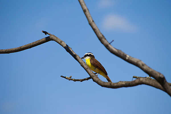 포토 JPG 해외이미지 동물 유럽 야생동물 백그라운드 날개 자연 조류 수채화 앉기 사람없음 야외 초록색 파란색 컬러풀 노란색 자유 나뭇가지 벌 깃털 부리 동물상 이국적 해외202004 해외포토 나무 나라 컬러 곤충 컨셉 모션 조형물 생태계 파일형식 이미지허브