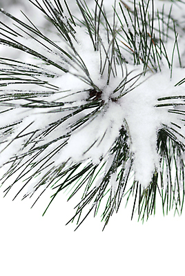 포토 JPG 해외이미지 나무 식물 계절 백그라운드 크리스마스 겨울 자연 휴가 사람없음 야외 목재 추위 덮개 흰색 나뭇가지 소나무 눈송이 닫기 숲 묘사 상록수 침엽수 내추럴 고립 눈내림 해외202004 해외포토 기념일 컬러 재료 모션 눈_날씨 뚜껑 생태계 파일형식 이미지허브