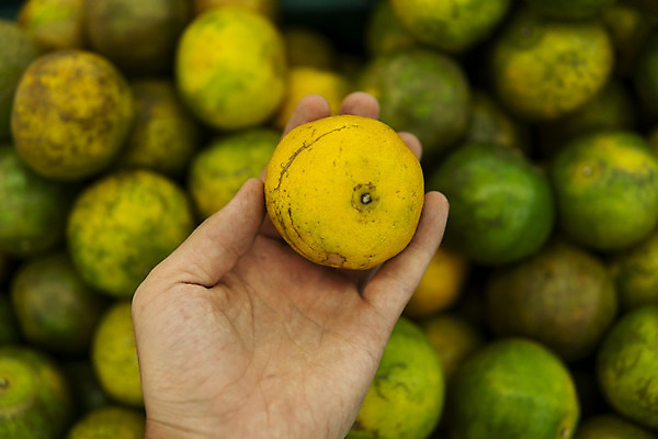 포토 JPG 해외이미지 음식 백그라운드 잎 농업 다이어트 오렌지 과일 일러스트 재료 태국 자연 벽지 디저트 귤 건강 사람없음 초록색 노란색 정원 주스 수확 신선 그룹 시장 달콤 맛 가득함 유기농 질감 날것 내추럴 고립 비타민C 숙성 채식주의자 해외202004 해외포토 식물 웰빙 산업 아시아 음료 컬러 컨셉 생태계 채식 비타민 파일형식 이미지허브