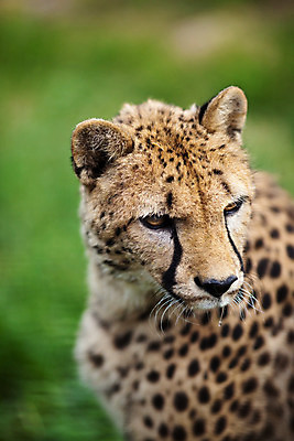 포토 JPG 해외이미지 동물 응시 공원 여자 야생동물 포즈 패턴 포유류 아프리카 자연 털 동물원 사람없음 초록색 갈색 노란색 검은색 고양이 관찰 점 황금 치아 위험 큼 사파리 속도 육식동물 사냥꾼 멸종 치타 내추럴 전국 해외202004 해외포토 직업 시선 공공시설 나라 컬러 컨셉 무늬 모션 사람 반려동물 소화기관 크기 생태계 파일형식 이미지허브