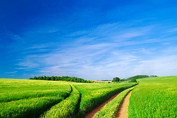 포토 JPG 해외이미지 나무 구름 계절 백그라운드 밭 농업 자연 하늘 날씨 풍경 잔디 사람없음 야외 초록색 여름 파란색 컬러풀 햇빛 농장 우주 환경 맑음 봄 흰색 시골 신선 숲 땅 장면 지역 내추럴 무료 평야 해외202004 해외포토 자연요소 식물 산업 컬러 태양 생태계 파일형식 이미지허브