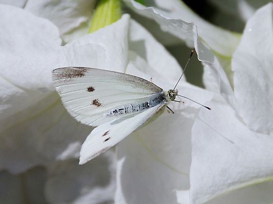 포토 JPG 해외이미지 식물 동물 1 계절 꽃잎 꽃 야생동물 나비 곤충 백그라운드 패턴 날개 자연 안테나 사람없음 야외 초록색 여름 봄 벚꽃 흰색 우아함 수분 싱글 해외202004 해외포토 컬러 컨셉 무늬 통신 생태계 파일형식 이미지허브