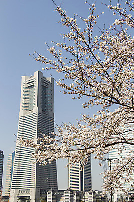 포토 JPG 해외이미지 식물 계절 꽃잎 꽃 분홍색 꽃무늬 자연 하늘 새로움 풍경 사람없음 야외 건물 여름 파란색 우주 정원 일본 봄 활발 벚꽃 흰색 나뭇가지 신선 도시 개화 과수원 부드러움 내추럴 해외202004 해외포토 나무 건축물 아시아 컬러 컨셉 무늬 농업 감각 생태계 파일형식 이미지허브