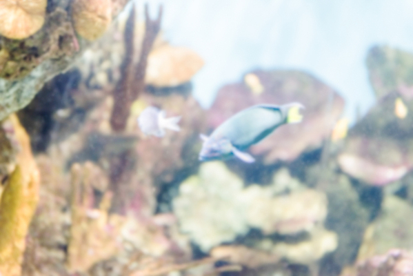 포토 JPG 해외이미지 동물 야생동물 바다 백그라운드 자연 이집트 어류 풍경 사람없음 빨간색 물 파란색 컬러풀 세계 정원 바닷속 수중 산호 소프트포커스 아래 다이빙 하와이 보케 탱크 암초 수족관 몰디브 깊이 식민지 이국적 해외202004 해외포토 자연요소 아시아 컬러 아프리카 촬영기법 수영 미국 수중동물 자포동물 방향 생태계 위치 수중스포츠 파일형식 이미지허브