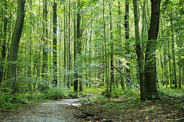포토 JPG 해외이미지 나무 길 줄기 낙엽 잎 자연 독일 풍경 사람없음 야외 가로 초록색 여름 햇빛 태양 환경 봄 숲 오솔길 내추럴 방법 해외202004 해외포토 자연요소 식물 계절 유럽 컬러 생태계 파일형식 이미지허브