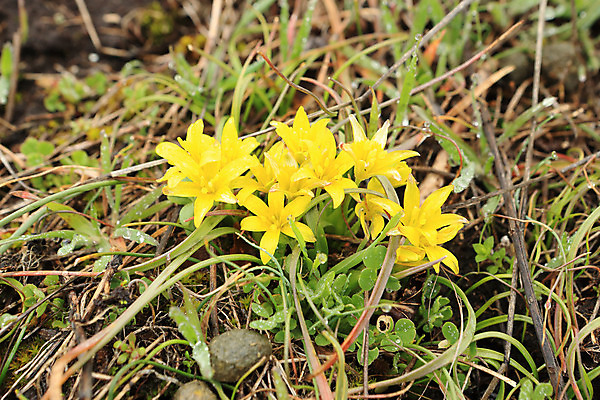 포토 JPG 해외이미지 식물 계절 꽃잎 꽃 별 잎 꽃무늬 사람없음 장식 초록색 노란색 머리 봄 들꽃 벚꽃 허브 내추럴 강렬 생태학 우크라이나 해외202004 해외포토 자연요소 교육 유럽 컬러 무늬 신체부위 파일형식 이미지허브