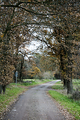 포토 JPG 해외이미지 나무 식물 구름 계절 꽃 도로 모래 여행 밭 자연 하늘 풍경 잔디 사람없음 야외 목재 초록색 여름 파란색 빛 햇빛 태양 맑음 봄 운전 자유 가을 시골 숲 땅 속도 데이지 러시아 먼지 장면 내추럴 땅바닥 루트 방법 선로 수평선 해외202004 해외포토 자연요소 유럽 길 컬러 컨셉 농업 재료 교통시설 모션 날씨 바닥 생태계 파일형식 이미지허브