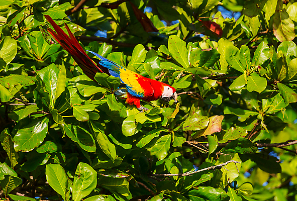 포토 JPG 해외이미지 여행 백그라운드 잎 자연 조류 하늘 휴가 풍경 사람없음 야외 초록색 여름 파란색 컬러풀 태양 미국 일몰 놀람 만 사파리 앵무새 태평양 파라다이스 해외202004 해외포토 자연요소 식물 동물 계절 감정 바다 컬러 북아메리카 표정 노을 생태계 파일형식 이미지허브