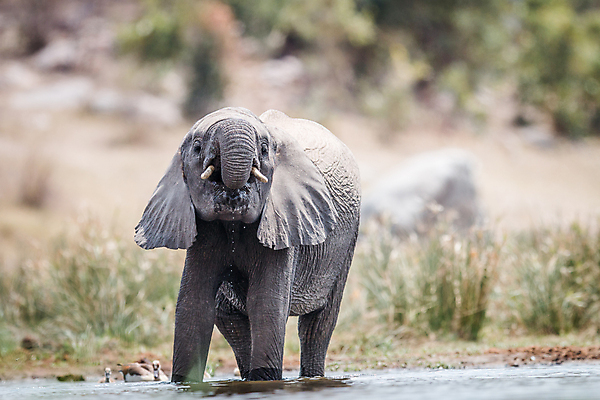 포토 JPG 해외이미지 동물 공원 야생동물 여행 백그라운드 포유류 아프리카 자연 코끼리 국립공원 사람없음 야외 여행객 환경 힘 황무지 보호 큼 사파리 상아 멸종 남쪽 해외202004 해외포토 공공시설 나라 컨셉 사람 크기 방향 생태계 파일형식 이미지허브