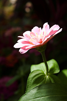 포토 JPG 해외이미지 식물 계절 공원 꽃 꽃다발 백그라운드 잎 꽃무늬 밭 자연 부활절 발렌타인데이 3 잔디 사람없음 야외 초록색 여름 컬러풀 태양 노란색 정원 보라색 봄 성장 벚꽃 광선 흰색 하트 축하 신선 닫기 데이지 엽서 내추럴 고립 블러 해외202004 해외포토 자연요소 모양 공공시설 기념일 컬러 컨셉 무늬 농업 모션 데이이벤트 편지 생태계 파일형식 이미지허브
