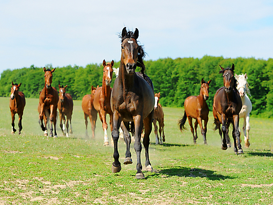 포토 JPG 해외이미지 식물 동물 야생동물 새끼 농업 포유류 모션 자연 사람없음 여름 달리기 갈색 점프 가축 군중 속도 꼬리 먼지 갈기 망아지 달리기선수 동물상 해외202004 해외포토 계절 산업 컬러 사람 조형물 말_동물 생태계 육상선수 파일형식 이미지허브
