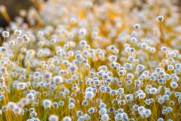포토 JPG 해외이미지 식물 디자인 계절 공원 꽃 백그라운드 단풍 잎 패턴 태국 자연 사람없음 야외 장식 빨간색 물 파란색 컬러풀 햇빛 갈색 맑음 중국 어둠 젖음 가을 나뭇가지 변화 고급 숲 11월 질감 장면 10월 내추럴 해외202004 해외포토 자연요소 나무 공공시설 아시아 컬러 컨셉 무늬 날씨 태양 날짜 생태계 파일형식 이미지허브