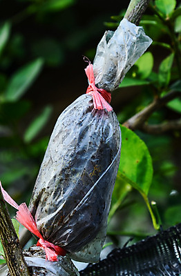 포토 JPG 해외이미지 나무 식물 산업 농업 자연 새로움 사람없음 야외 세로 봄 나뭇가지 농촌 사과 원예 돌봄 해외202004 해외포토 계절 컨셉 과일 모션 취미 시골 생태계 파일형식 이미지허브