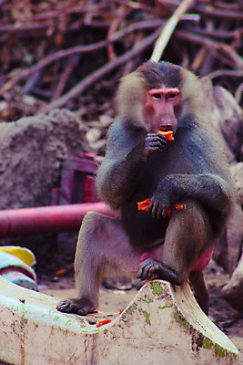 포토 JPG 해외이미지 동물 공원 야생동물 여행 백그라운드 장난 포유류 가족 아프리카 자연 휴가 생물 털 동물원 이집트 미술 풍경 사람없음 검은색 기쁨 원숭이 아기 황무지 숲 사파리 꼬리 서식지 유인원 고립 에티오피아 탄자니아 해외202004 해외포토 공공시설 감정 나라 컬러 관계 문화예술 사람 생태계 파일형식 이미지허브