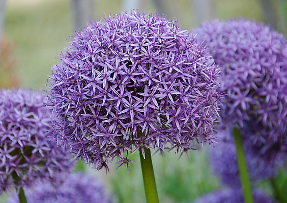 포토 JPG 해외이미지 모양 식물 꽃 공 자연 양파 사람없음 정원 보라색 원예 영원 해외202004 해외포토 컬러 채소 취미 생태계 파일형식 이미지허브