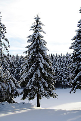 포토 JPG 해외이미지 나무 크리스마스 겨울 자연 독일 풍경 사람없음 목재 태양 반사 냉동 추위 흰색 개울 숲 담요 온도 배수구 해외202004 해외포토 자연요소 식물 계절 기념일 유럽 컬러 재료 강 생태계 파일형식 이미지허브