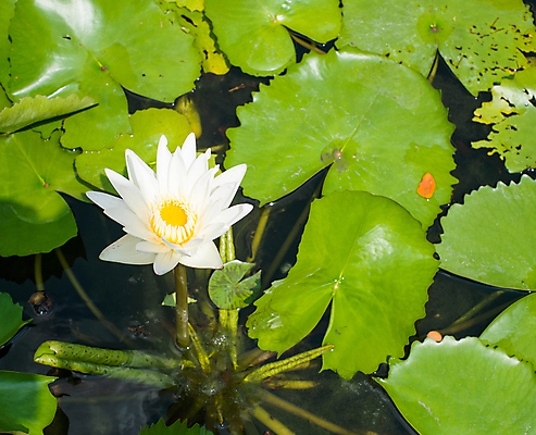 포토 JPG 해외이미지 식물 꽃잎 꽃 호수 백그라운드 자연 표면 사람없음 초록색 물 약 노란색 정원 봄 벚꽃 흰색 개화 싱글 내추럴 해외202004 해외포토 자연요소 계절 컬러 의학 생태계 파일형식 이미지허브