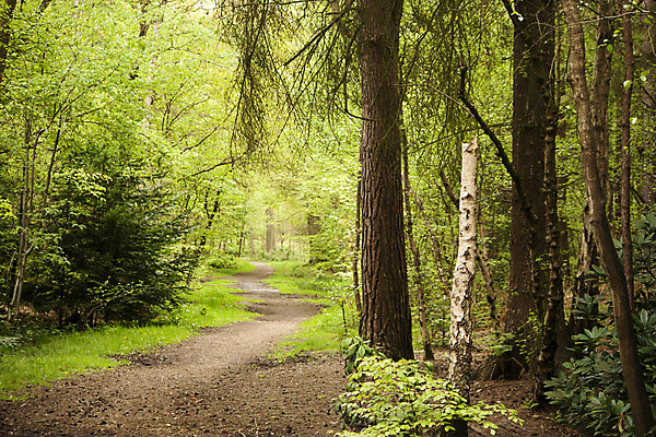 포토 JPG 해외이미지 나무 식물 계절 공원 길 잎 자국 자연 벽지 아침 새로움 그림자 풍경 사람없음 초록색 빛 햇빛 갈색 노란색 평화 환경 맑음 봄 광선 신선 숲 신비 오솔길 마법 내추럴 땅바닥 루트 삼림지대 해외202004 해외포토 주간 공공시설 컬러 컨셉 날씨 바닥 태양 생태계 파일형식 이미지허브