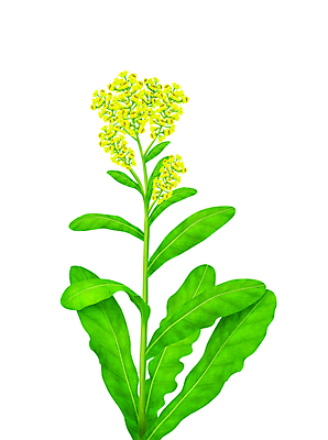 포토 JPG 해외이미지 식물 꽃 줄기 잎 일러스트 자연 경사 사람없음 장식 초록색 노란색 새싹 환경 정원 봄 성장 나뭇가지 신선 개화 닫기 작음 묘사 오브젝트 원예 내추럴 미니 그리너리 부족함 해외202004 해외포토 나무 계절 컬러 컨셉 모션 취미 크기 생태계 파일형식 트랜드컬러 이미지허브