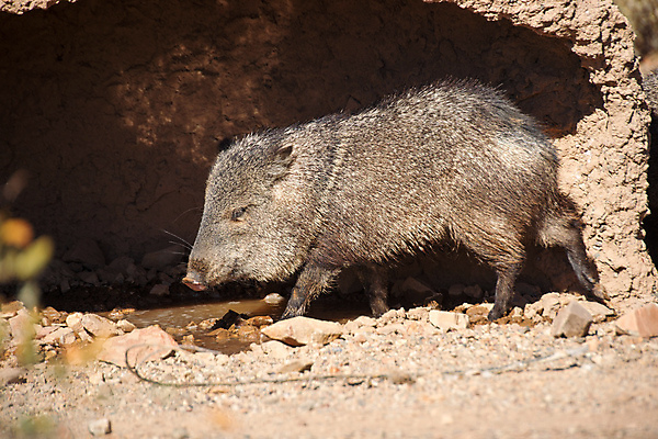 포토 JPG 해외이미지 동물 야생동물 포유류 선인장 사람없음 사막 돼지 멧돼지 해외202004 해외포토 식물 파일형식 이미지허브