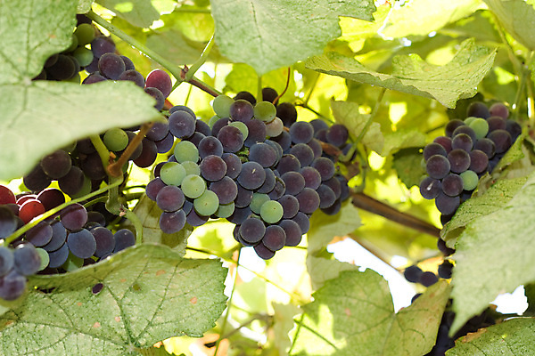 포토 JPG 해외이미지 계절 잎 밭 농업 과일 자연 포도 사람없음 빨간색 초록색 햇빛 태양 와인 맑음 보라색 수확 성장 나뭇가지 시골 닫기 다발 묘사 원예 포도밭 포도나무 내추럴 강렬 숙성 양조장 해외202004 해외포토 자연요소 나무 식물 산업 컬러 모션 날씨 주류 취미 과일나무 생태계 파일형식 이미지허브