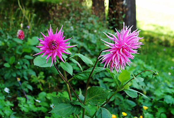 포토 JPG 해외이미지 식물 꽃잎 꽃 잎 꽃무늬 자연 사람없음 장식 빨간색 초록색 컬러풀 정원 벚꽃 신선 우아함 작약 해외202004 해외포토 컬러 컨셉 무늬 생태계 파일형식 이미지허브