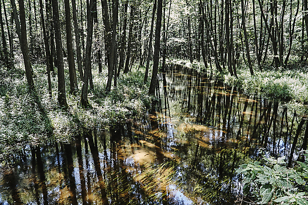 포토 JPG 해외이미지 나무 식물 유럽 낙엽 잎 풍경 사람없음 물 강 나뭇가지 개울 숲 나무껍질 폴란드 해외202004 해외포토 자연요소 나라 껍질 파일형식 이미지허브