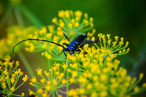 포토 JPG 해외이미지 식물 동물 야생동물 곤충 백그라운드 잎 절지류 발 자연 뿔 종류 앉기 사람없음 야외 초록색 환경 정원 검은색 개화 벌레 작음 큼 허브 딱정벌레 묘사 유기농 멸종 염소자리 내추럴 동물상 딜 생존 해외202004 해외포토 웰빙 꽃 컬러 모션 신체부위 조형물 별자리 크기 생태계 파일형식 이미지허브