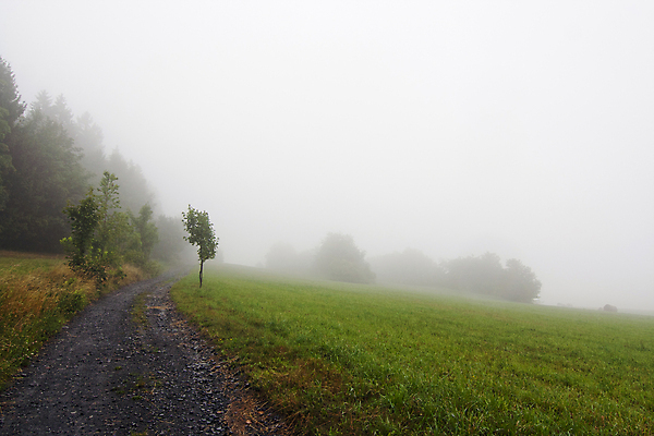 포토 JPG 해외이미지 나무 도로 풍경 사람없음 야외 침묵 안개 분위기 버리기 뿌연 우울감 해외202004 해외포토 식물 감정 길 컨셉 교통시설 모션 날씨 소리 파일형식 이미지허브