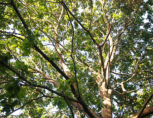 포토 JPG 해외이미지 나무 식물 계절 공원 백그라운드 잎 패턴 자연 하늘 휴식 풍경 사람없음 야외 목재 초록색 여름 파란색 빛 햇빛 태양 노란색 환경 정원 맑음 화목 봄 성장 가을 흰색 나뭇가지 시골 신선 숲 유기농 장면 지역 자작나무 내추럴 해외202004 해외포토 자연요소 웰빙 공공시설 컬러 컨셉 무늬 재료 날씨 생태계 파일형식 이미지허브