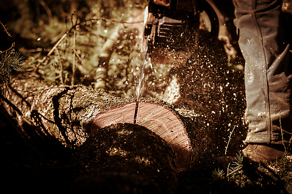 포토 JPG 해외이미지 라이프스타일 남자 밧줄 자연 하늘 한명 안전 사람 성인 사람없음 파란색 빛 자르기 사회이슈 2016년 벌목 삼나무 전기톱 성인만 해외202004 해외포토 나무 1 줄 컬러 컨셉 모션 생활 연도 생태계 톱 파일형식 이미지허브