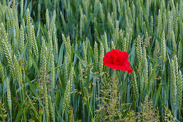 포토 JPG 해외이미지 꽃 밭 자연 잉글랜드 사람없음 빨간색 농작물 검은색 들꽃 시골 밀 양귀비 추모 사우스다운스 해외202004 해외포토 식물 컬러 농업 영국 곡류 생태계 파일형식 이미지허브