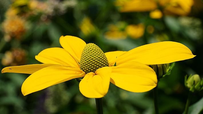 포토 JPG 해외이미지 식물 계절 꽃잎 꽃 꽃무늬 자연 사람없음 야외 환경 정원 성장 벚꽃 신선 개화 관목 생태계 원예 화단 내추럴 영원 해외202004 해외포토 나무 무늬 취미 파일형식 이미지허브