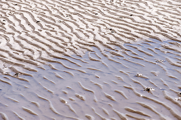 포토 JPG 해외이미지 응시 물결 모래 바다 자연 조류 하늘 바람 휴가 독일 사람없음 야외 물 모래사장 홍수 잔물결 수평선 해외202004 해외포토 자연요소 동물 시선 유럽 날씨 자연재해 생태계 파일형식 이미지허브