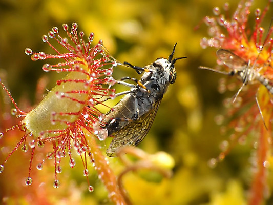 포토 JPG 해외이미지 식물 꽃 잎 자연 사람없음 빨간색 초록색 떨어짐 사냥꾼 육식 올가미 어려움 해외202004 해외포토 직업 컬러 컨셉 생태계 파일형식 이미지허브