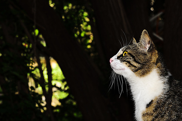 포토 JPG 해외이미지 동물 자연 벽지 사람없음 고양이 해외202004 해외포토 포유류 반려동물 생태계 파일형식 이미지허브