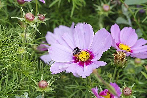 포토 JPG 해외이미지 식물 꽃 분홍색 곤충 자연 사람없음 초록색 노란색 새싹 보라색 닫기 해외202004 해외포토 동물 컬러 모션 생태계 파일형식 이미지허브