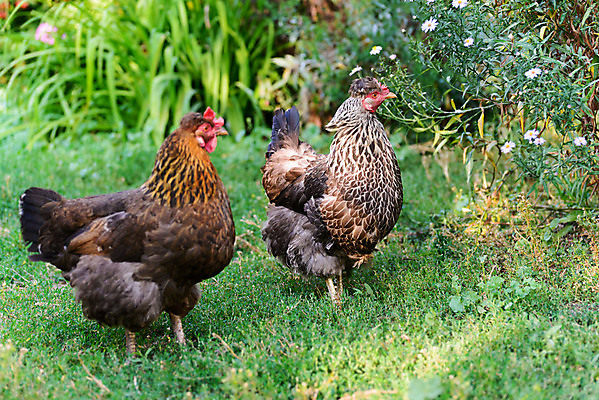 포토 JPG 해외이미지 동물 꽃 음식 농업 날개 자연 조류 사람없음 야외 빨간색 초록색 여름 울타리 농장 갈색 환경 치킨 먹이 민들레 깃털 부리 수탉 밭일 암탉 해외202004 해외포토 식물 계절 산업 컬러 담장 닭 암컷 수컷 생태계 닭고기요리 파일형식 이미지허브
