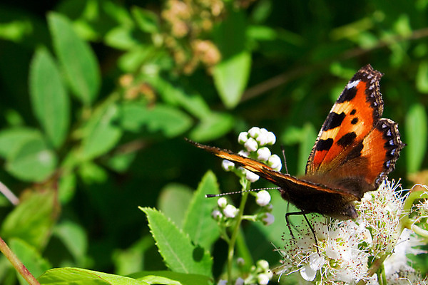 포토 JPG 해외이미지 동물 꽃 나비 곤충 잎 오렌지 자연 사람없음 초록색 컬러풀 봄 벚꽃 흰색 나뭇가지 잡기 그리기 나방 취급주의 해외202004 해외포토 나무 식물 계절 컬러 과일 모션 경고 생태계 파일형식 이미지허브