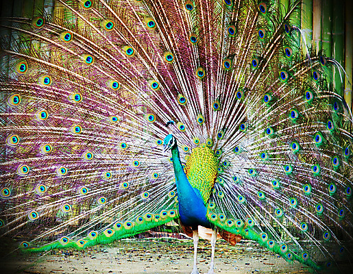 포토 JPG 해외이미지 동물 남자 야생동물 백그라운드 패턴 자연 조류 기술 사람없음 가로 초록색 파란색 컬러풀 머리 활발 의식 우아함 공작 전시회 깃털 꼬리 부리 목 보여주기 꿩 수탉 멀티 웅장함 터키석 해외202004 해외포토 컬러 컨셉 무늬 모션 사람 신체부위 전시 닭 보석 수컷 생태계 파일형식 이미지허브